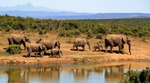 Billigflüge nach Südafrika