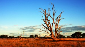 Billigflüge nach Australien