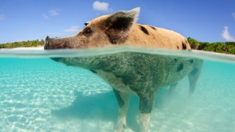 Billigflüge auf die Bahamas