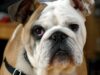 English Bulldog